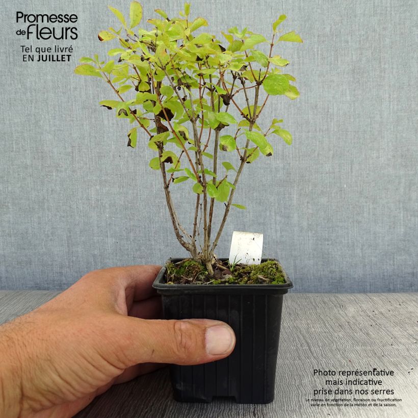 Exemplaar van Symphoricarpos doorenbosii White Hedge - Sneeuwbes Kweekpotje van 8/9 cm zoals geleverd in de zomer