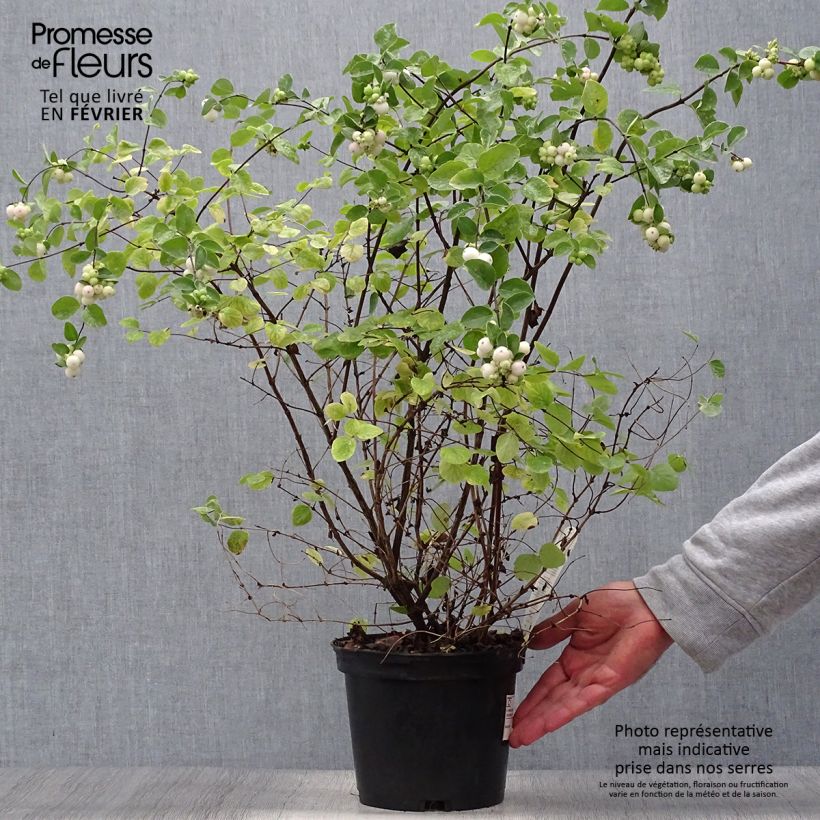 Exemplaar van Symphoricarpos doorenbosii White Hedge - Sneeuwbes Pot van 2 l/3 l zoals geleverd in de herfst