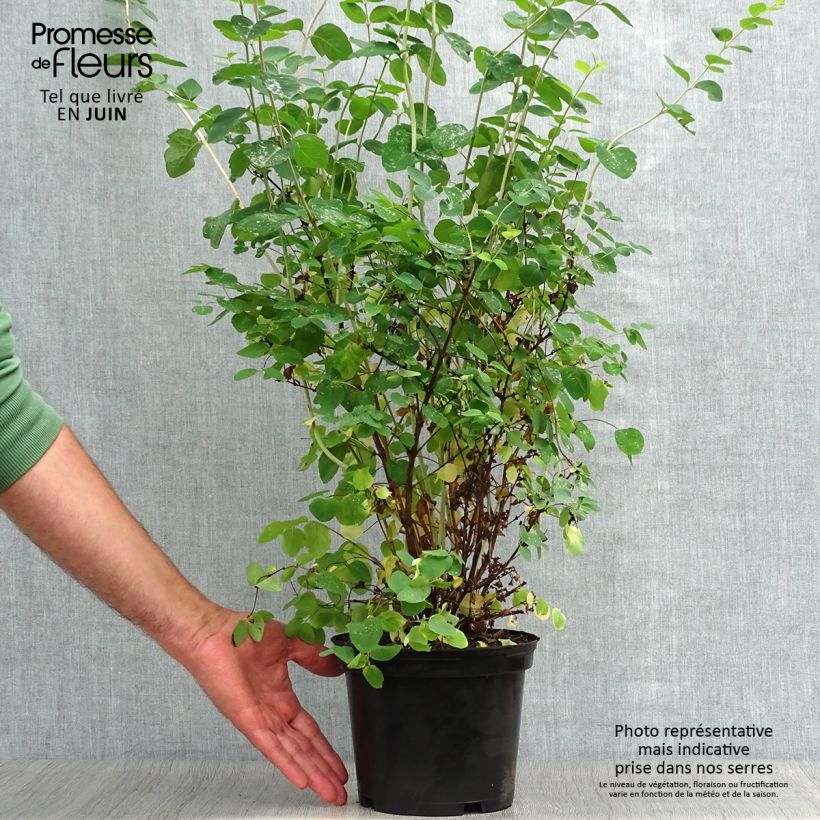 Exemplaar van Symphoricarpos doorenbosii White Hedge - Sneeuwbes Pot van 2 l/3 l zoals geleverd in de zomer