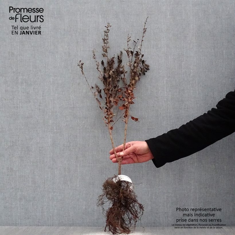 Example of Symphorine - Symphoricarpos orbiculatus Naakte wortel as you get in hiver