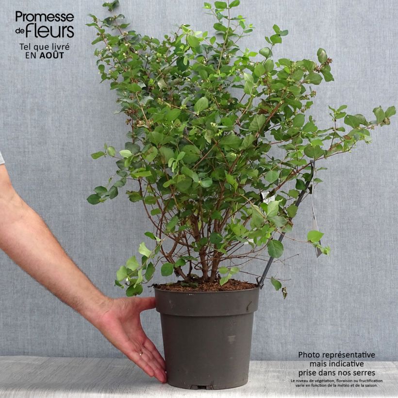 Exemplaar van Symphoricarpos orbiculatus Symphony Rumble - Sneeuwbes Pot van 4 l/5 l zoals geleverd in de zomer