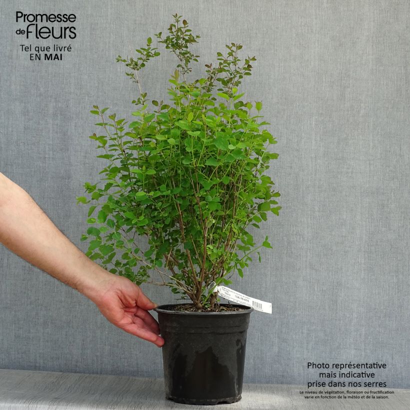 Exemplaar van Symphoricarpos Magical Sweet - Sneeuwbes Pot van 4 l/5 l zoals geleverd in de lente