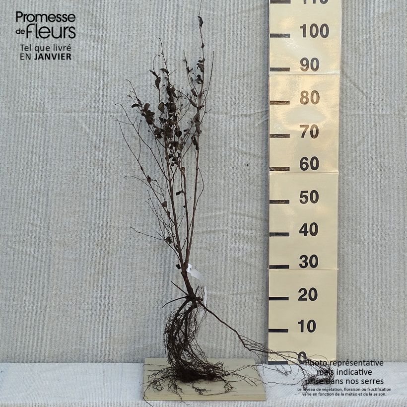 Example of Symphorine blanche - Symphoricarpos albus var. laevigatus Naakte wortel as you get in hiver