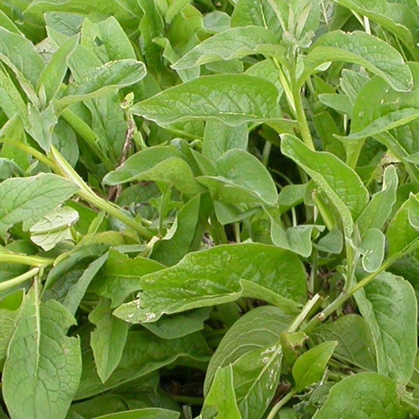 Symphytum azureum - Smeerwortel (Foliage)