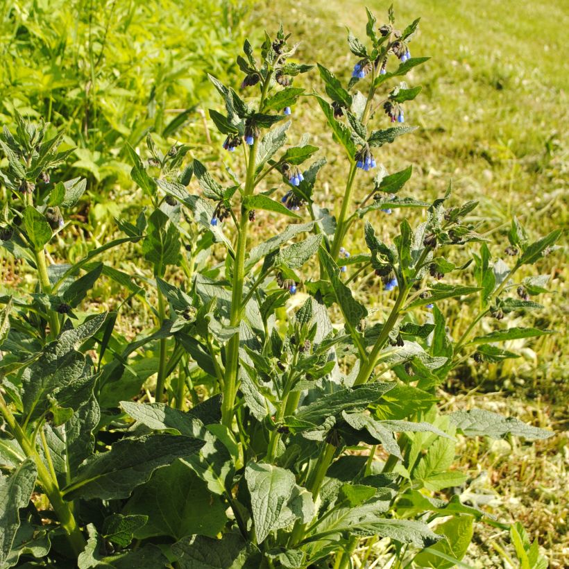 Symphytum azureum - Smeerwortel (Groeiplaats)