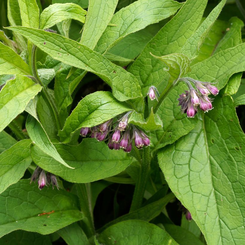 Gewone smeerwortelzaden - Symphytum officinale (Blad)