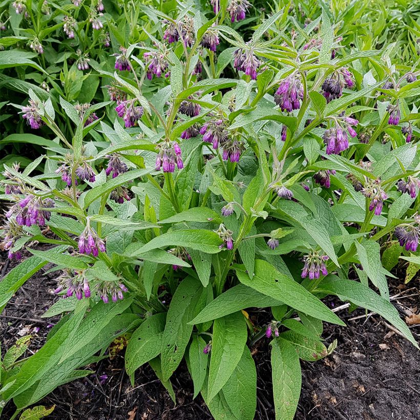 Gewone smeerwortelzaden - Symphytum officinale (Groeiplaats)