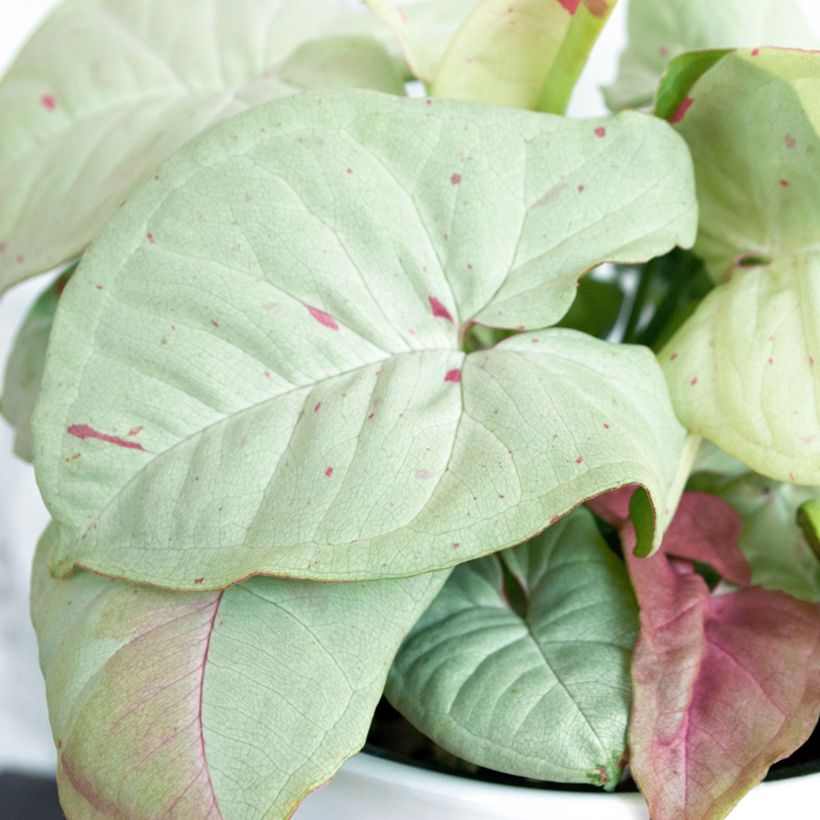Syngonium podophyllum Confetti - Pijlplant (Blad)