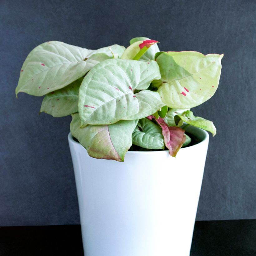 Syngonium podophyllum Confetti - Pijlplant (Groeiplaats)