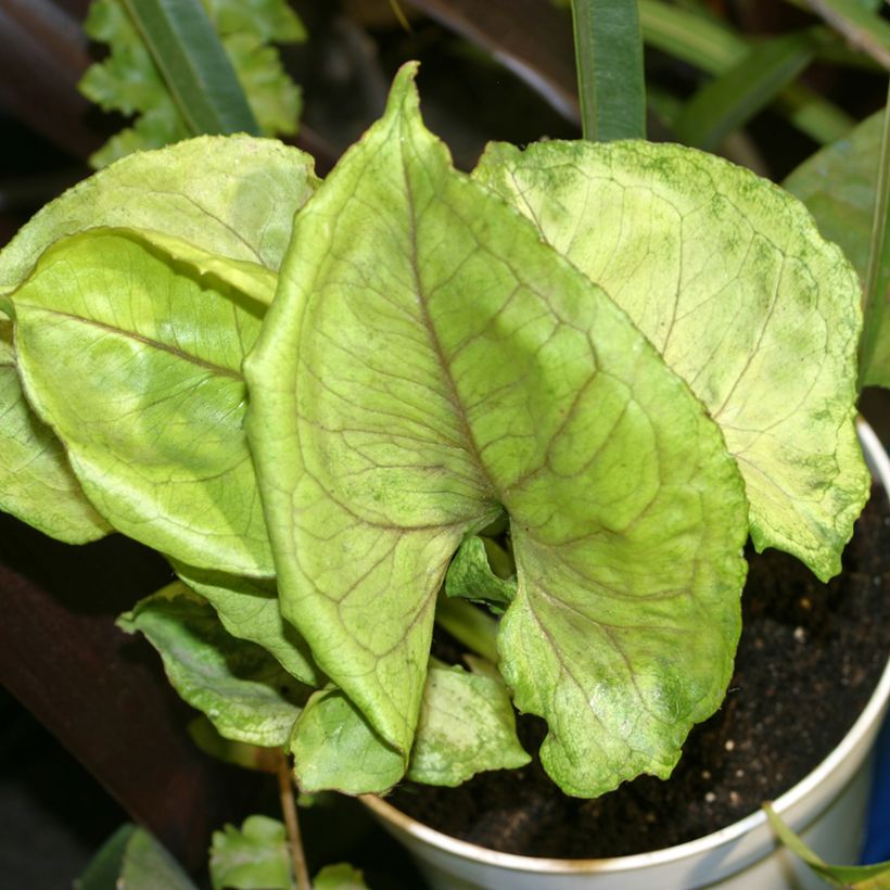 Syngonium Golden Allusion - Pijlplant (Blad)