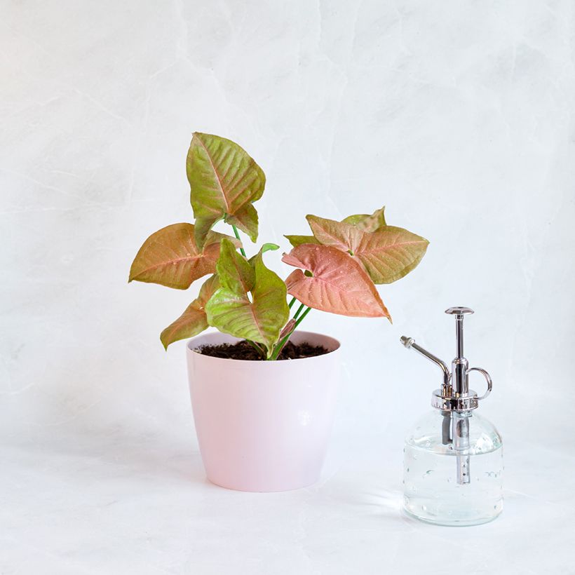 Syngonium Neon Robusta - Pijlplant (Groeiplaats)