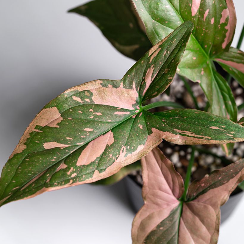 Syngonium Pink Splash - Pijlplant (Blad)