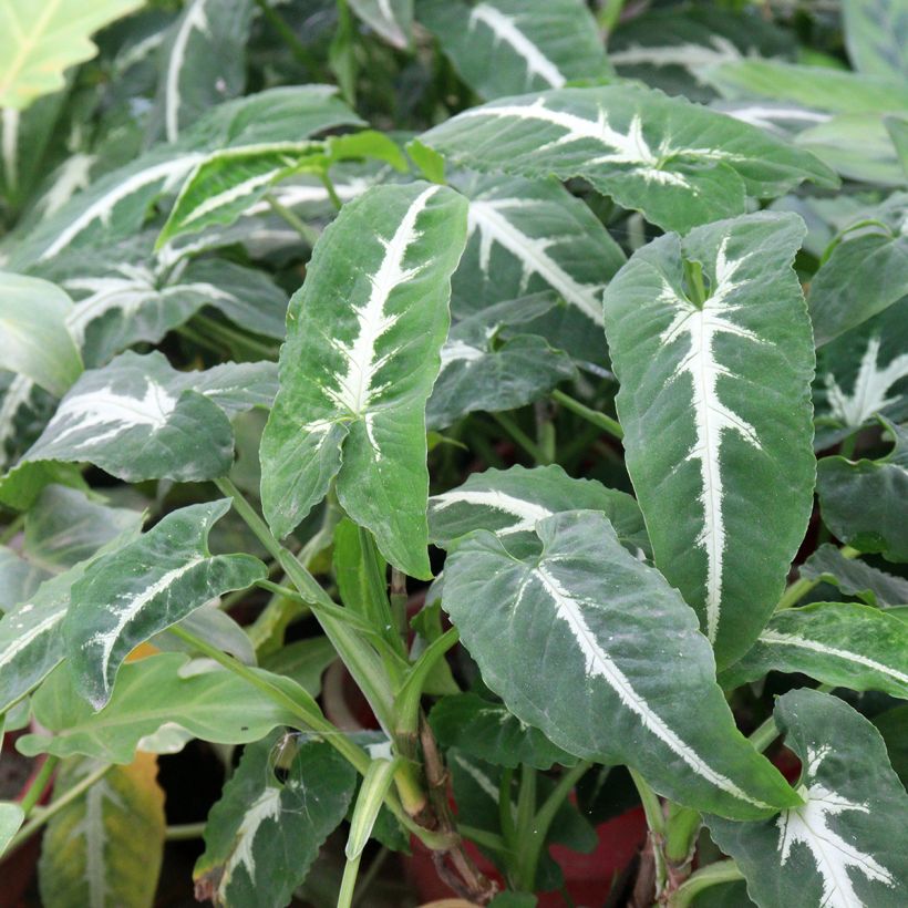Syngonium wendlandii - Pijlplant (Blad)