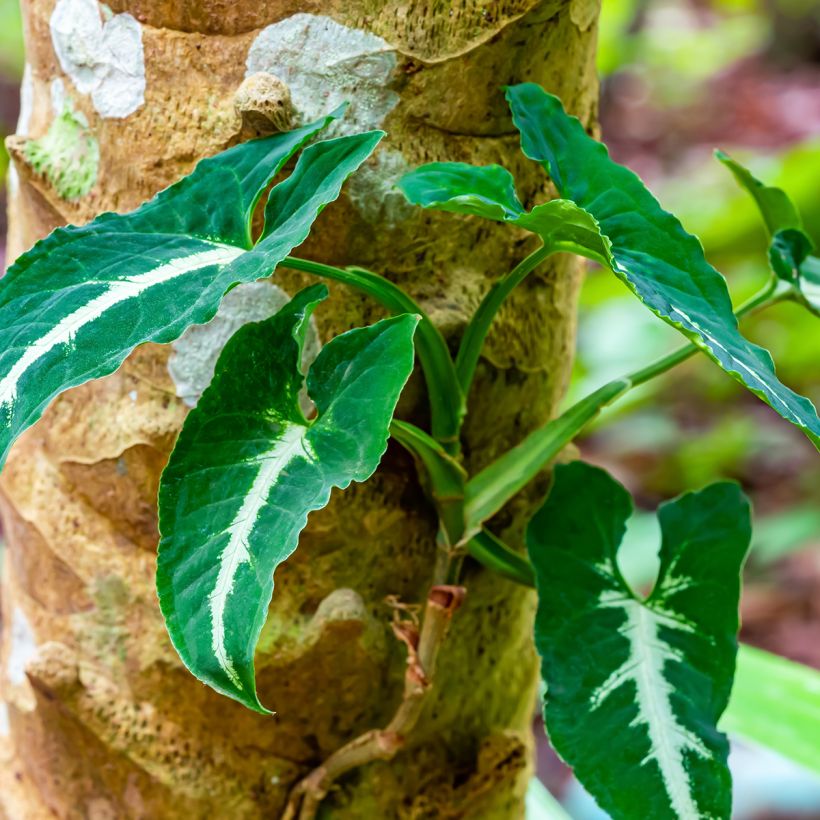 Syngonium wendlandii - Pijlplant (Groeiplaats)