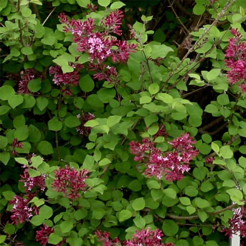 Syringa Bloomerang Dark Purple - Dwergsering (Foliage)