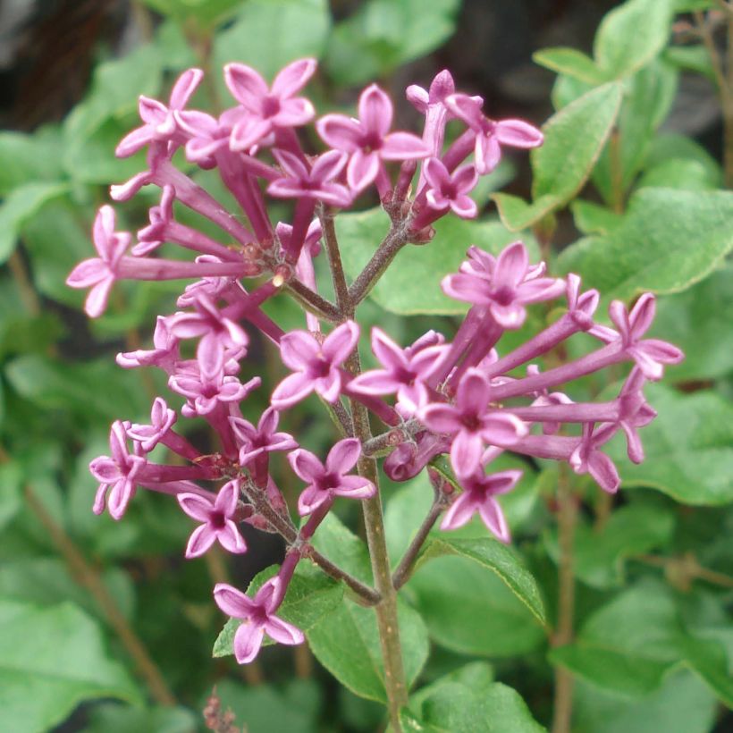 Syringa Bloomerang Dark Purple - Dwergsering (Flowering)