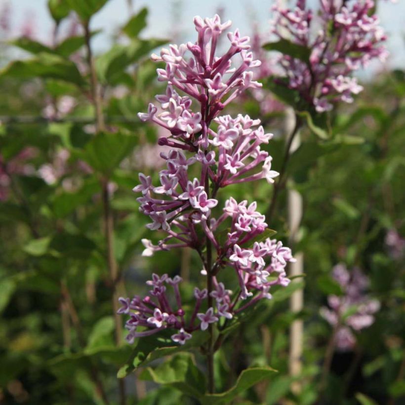 Syringa Josée - Sering (Flowering)