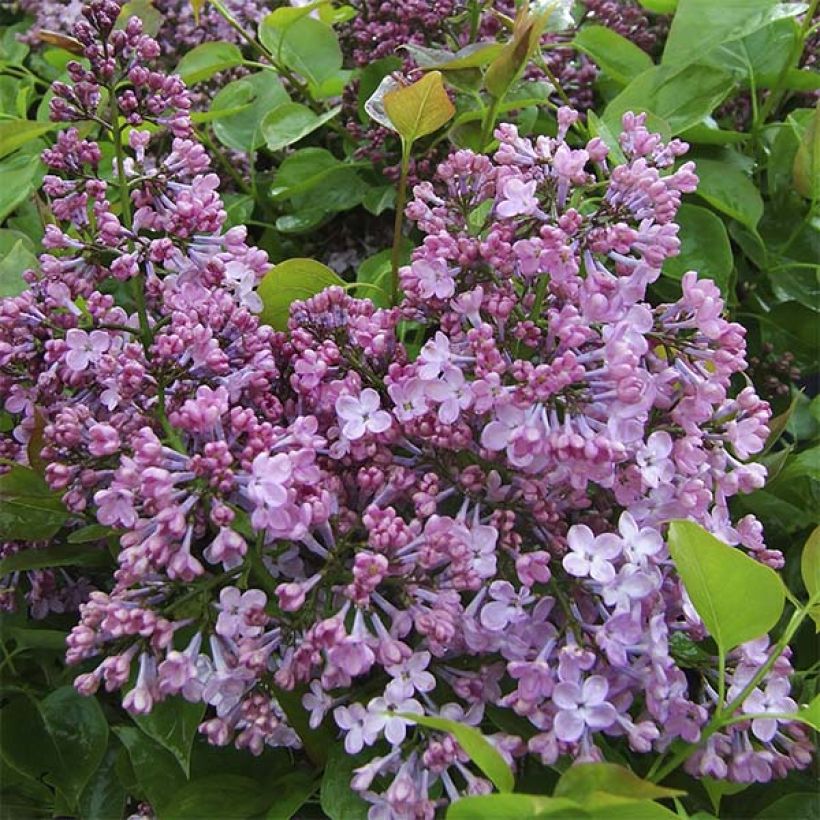 Syringa hyacinthiflora Maidens Blush - Gewone sering (Flowering)