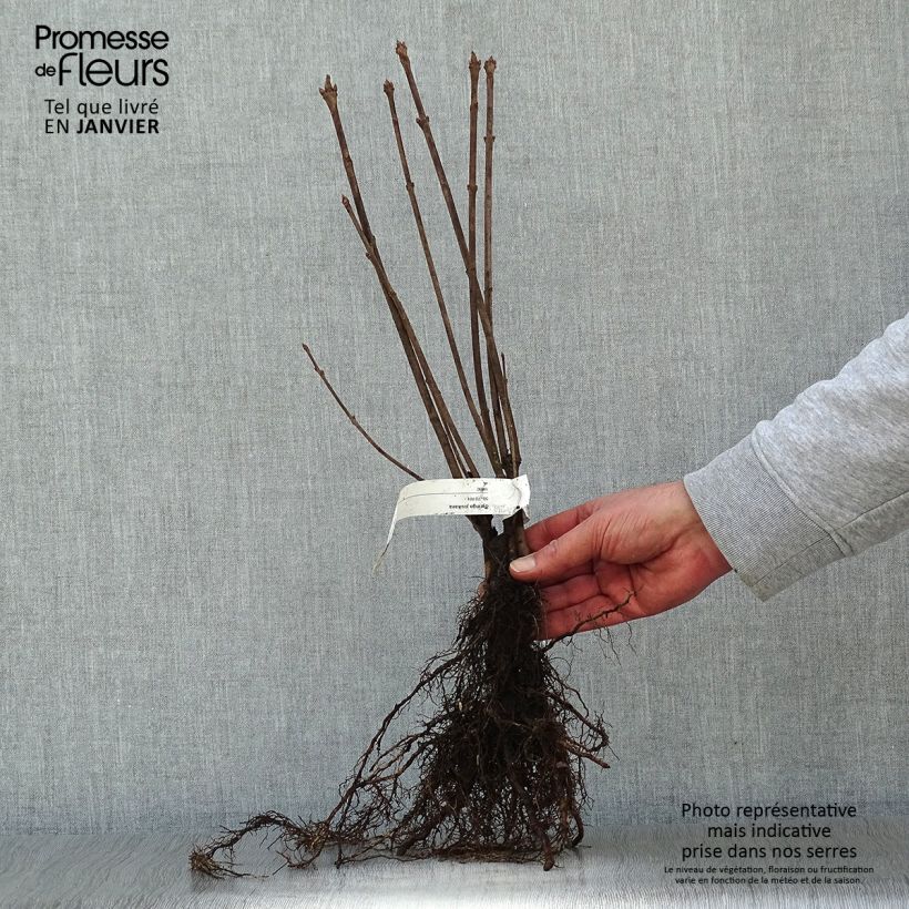 Example of Syringa josikaea - Sering Naakte wortel as you get in hiver