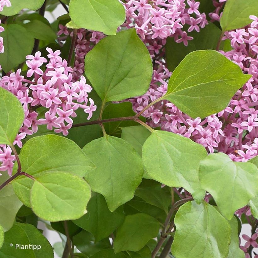 Syringa meyeri Flowerfesta Pink - Dwergsering (Foliage)