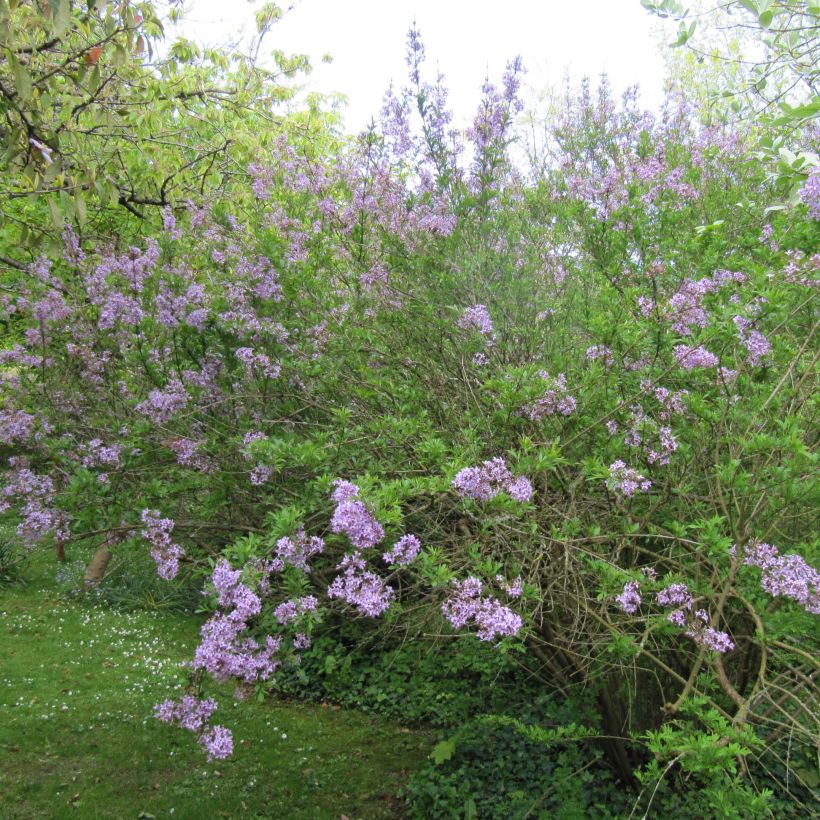 Syringa persica Laciniata - Perzische sering (Plant habit)