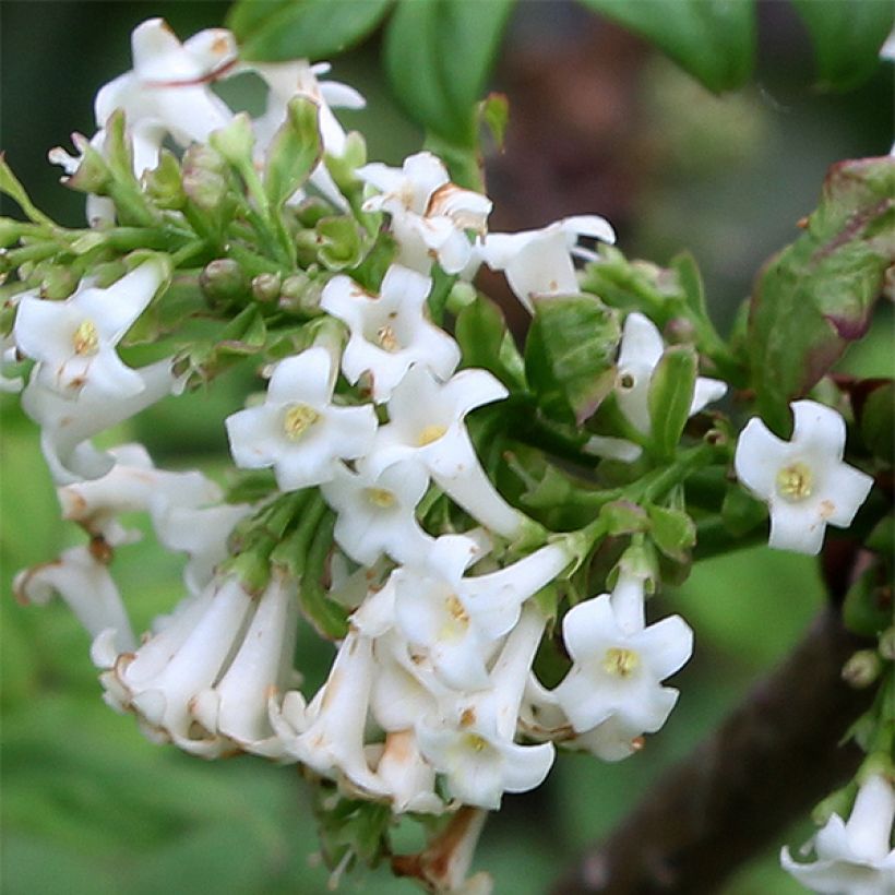 Syringa pinnatifolia - Sering (Flowering)