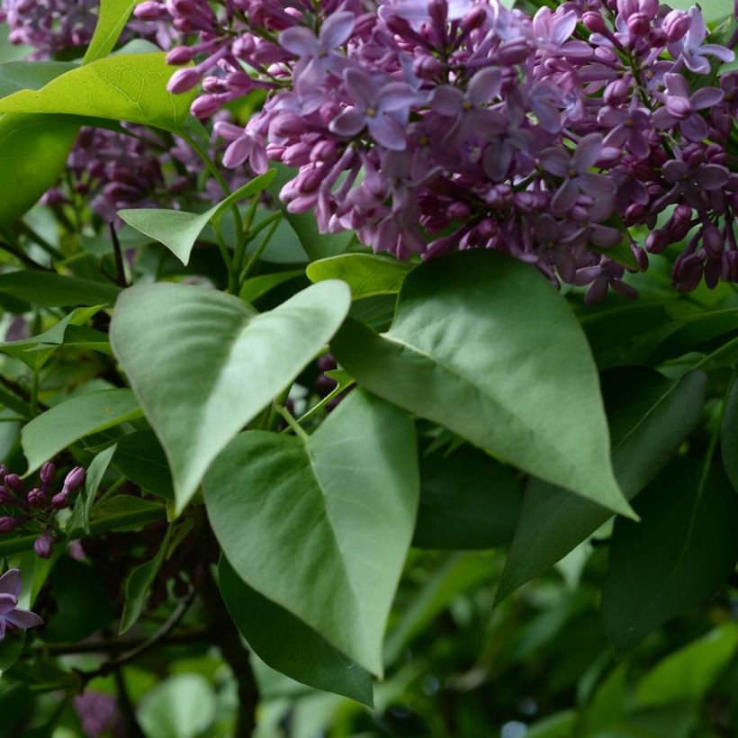 Syringa vulgaris - Gewone sering (Foliage)
