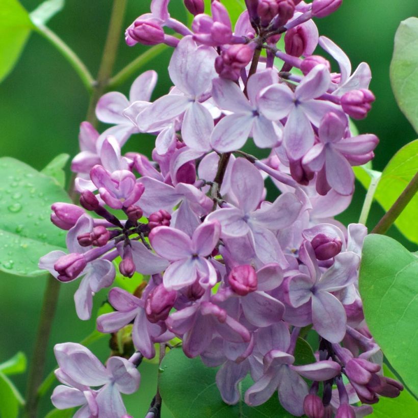 Syringa vulgaris - Gewone sering (Flowering)