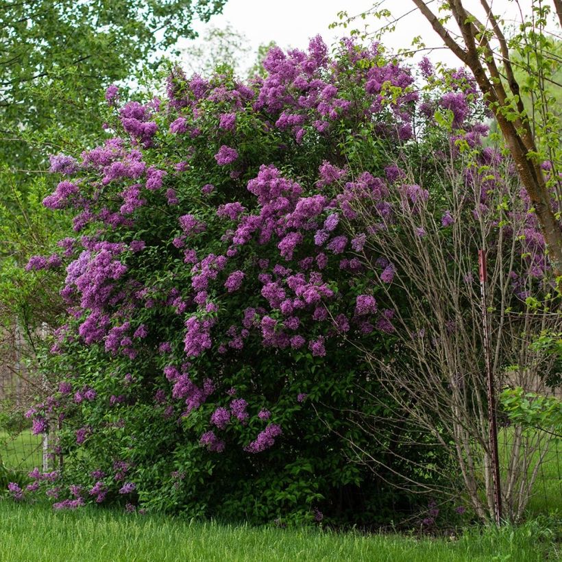 Syringa vulgaris - Gewone sering (Plant habit)