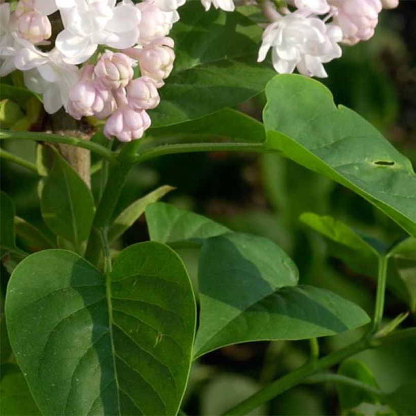 Syringa vulgaris Belle de Moscou - Gewone sering (Foliage)