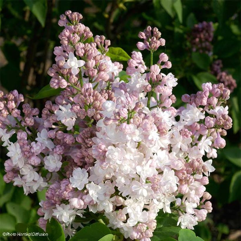 Syringa vulgaris Belle de Moscou - Gewone sering (Flowering)