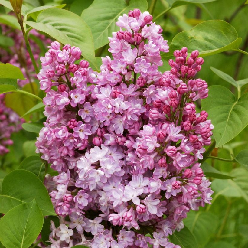 Syringa vulgaris Belle de Nancy - Gewone sering (Flowering)