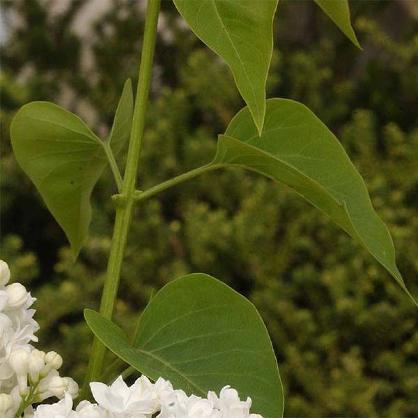 Syringa vulgaris Dentelle d'Anjou - Gewone sering (Foliage)