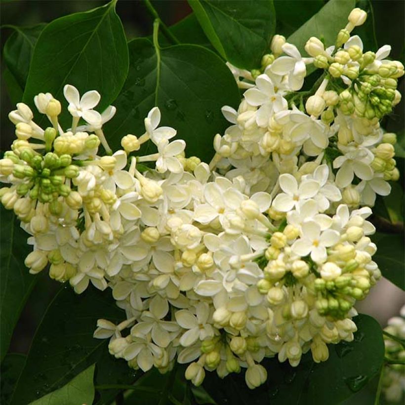 Syringa vulgaris Dentelle d'Anjou - Gewone sering (Flowering)