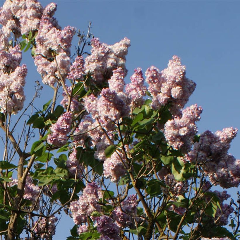 Syringa vulgaris Katherine Havemeyer - Gewone sering (Flowering)
