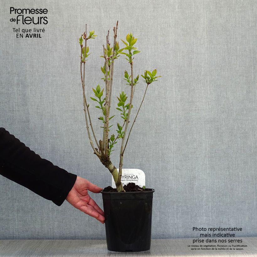 Exemplaar van Syringa vulgaris Michel Buchner - Gewone sering Pot van 4 l/5 l zoals geleverd in de lente