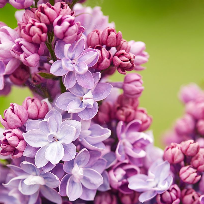Syringa vulgaris Paul Thirion - Gewone sering (Flowering)