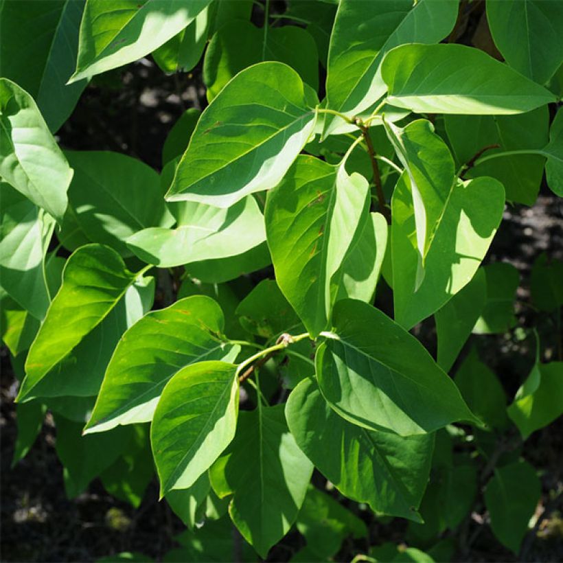 Syringa vulgaris Président Grevy - Gewone sering (Foliage)