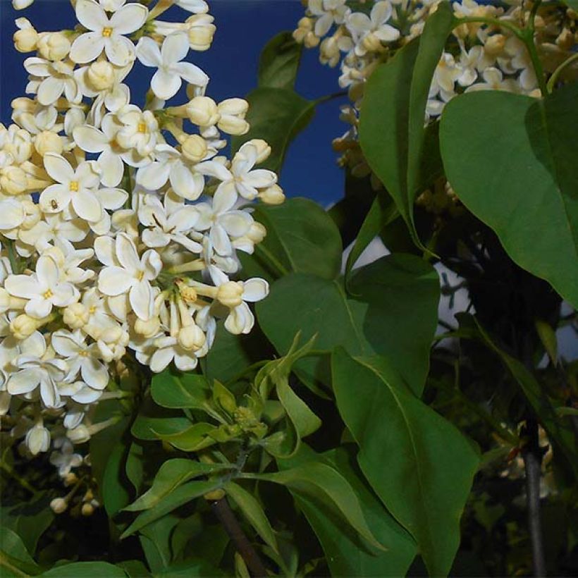 Syringa vulgaris Primrose - Gewone sering (Foliage)
