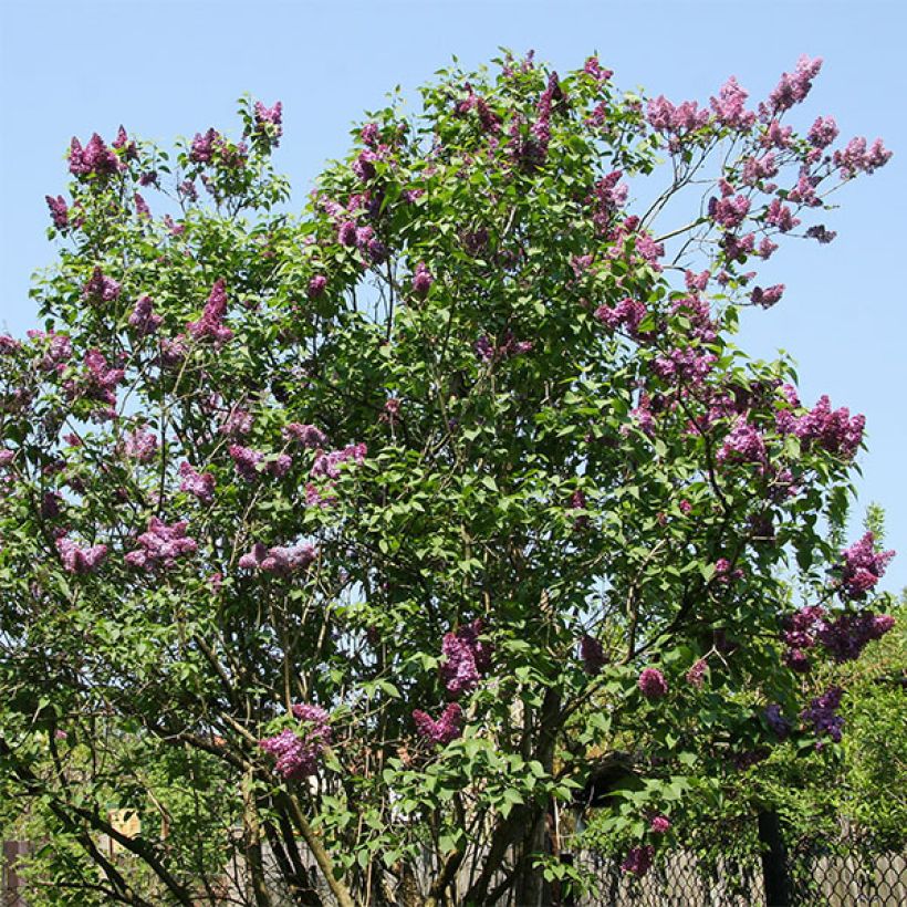 Syringa vulgaris Prince Wolkonsky - Gewone sering (Plant habit)