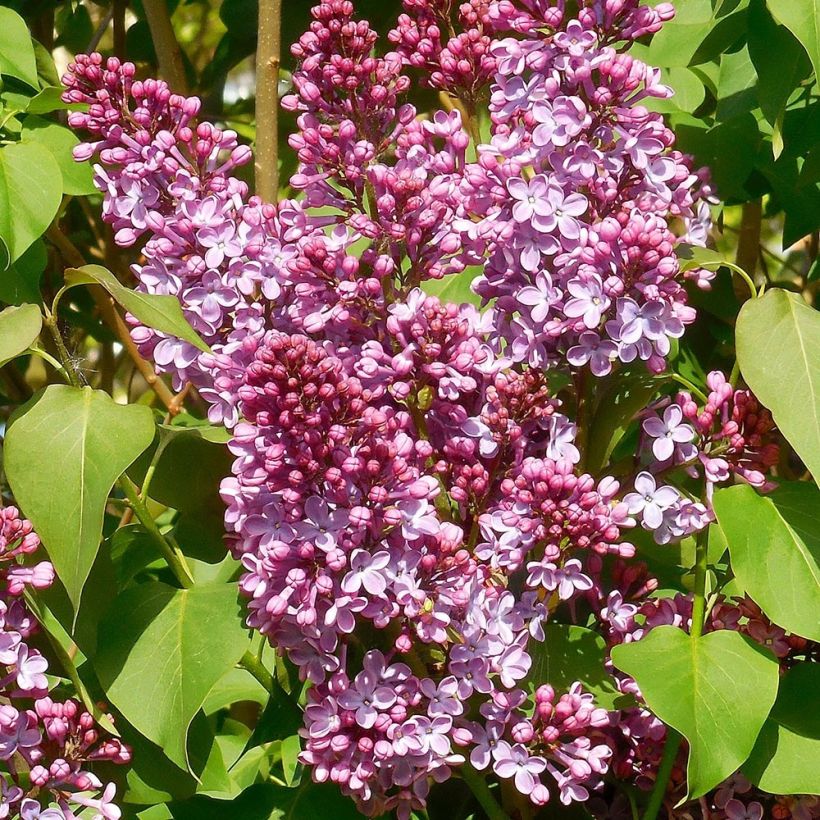 Syringa vulgaris Princesse Sturdza - Gewone sering (Flowering)