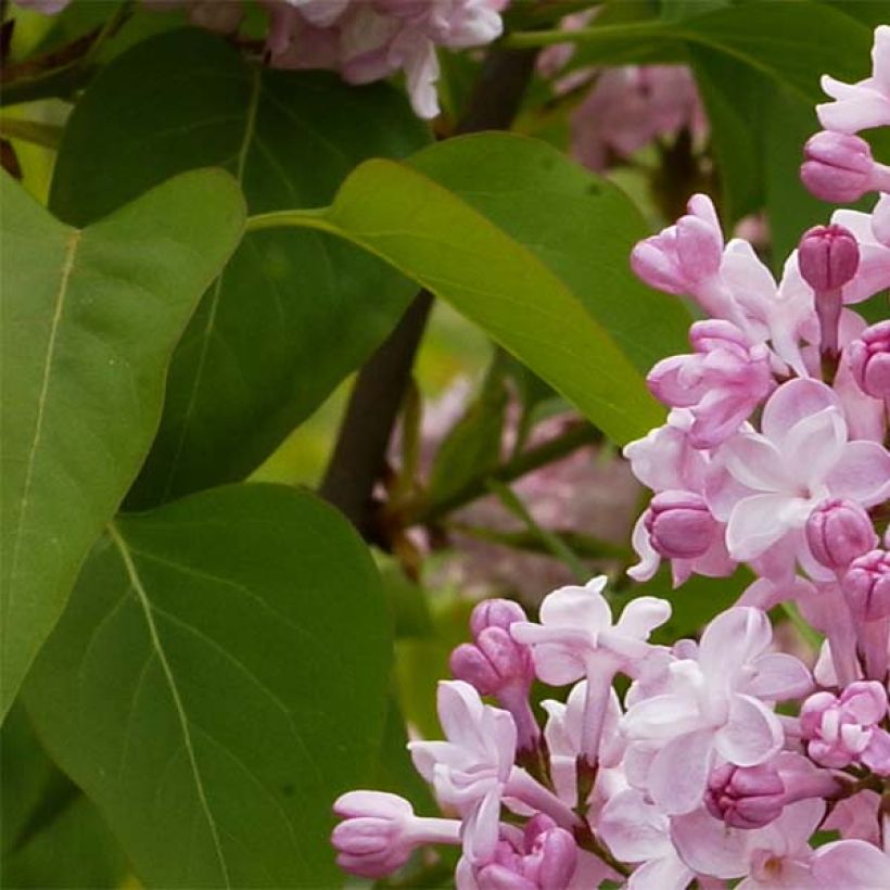 Syringa vulgaris Zhemchuzhina - Gewone sering (Foliage)