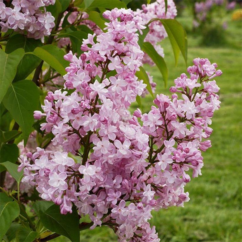 Syringa vulgaris Zhemchuzhina - Gewone sering (Flowering)