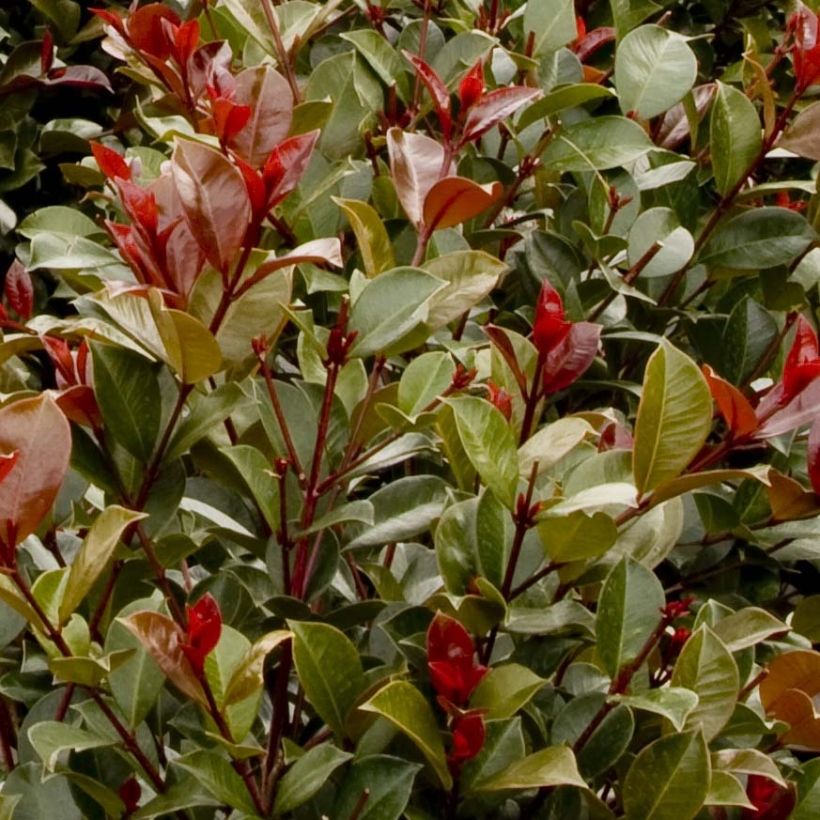 Syzygium australe Big Red - Australische kers (Foliage)