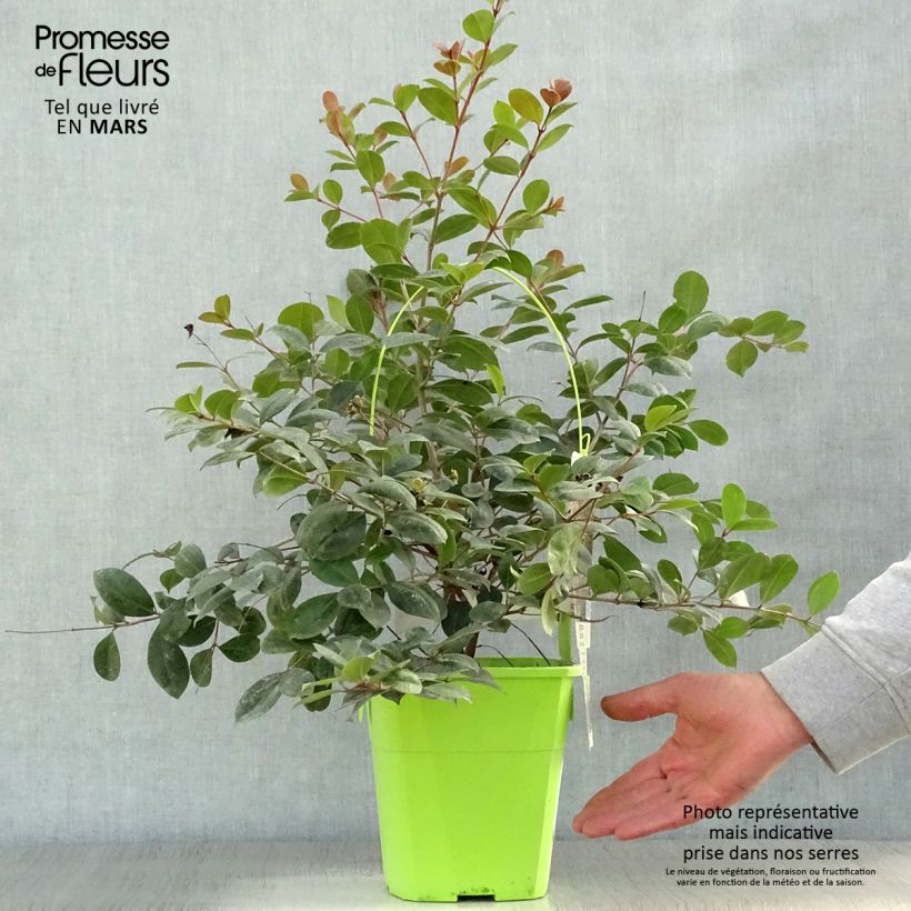 Example of Syzygium australe Big Red Pot van 4 l/5 l as you get in printemps