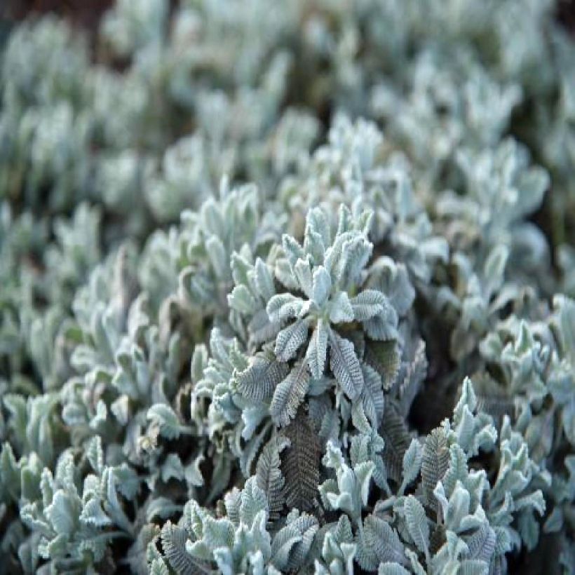 Tanacetum haradjanii Little Frosty - Wormkruid (Blad)