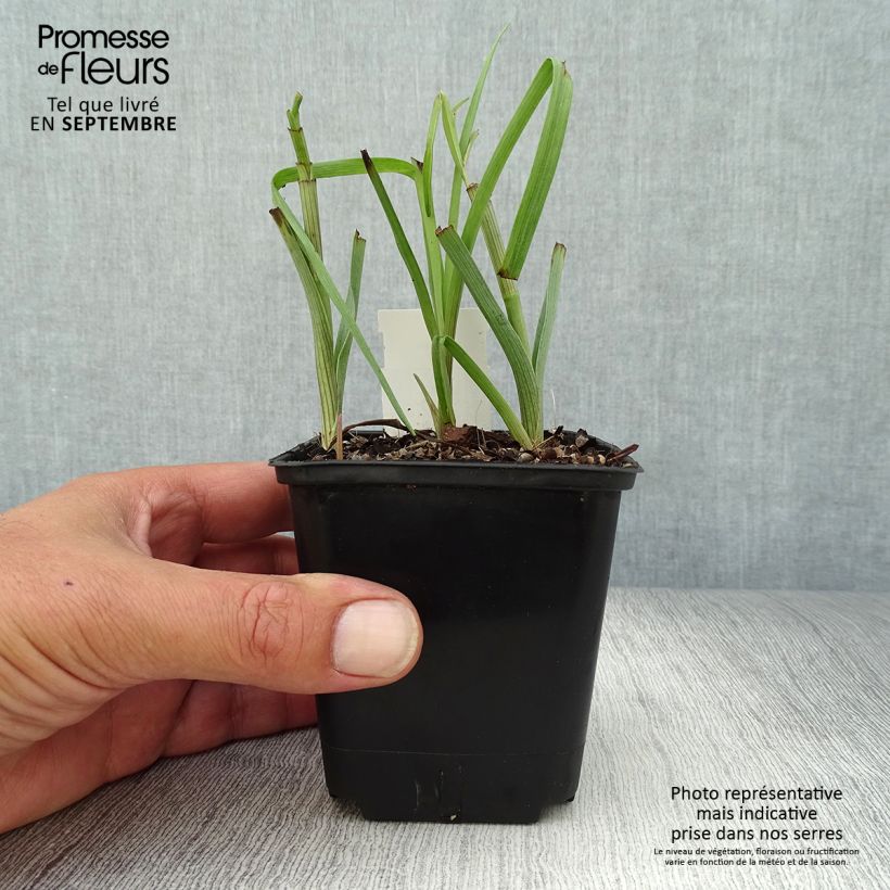 Exemplaar van Tradescantia virginiana Brevicaulis - Eendagsbloem Kweekpotje van 8/9 cm zoals geleverd in de herfst