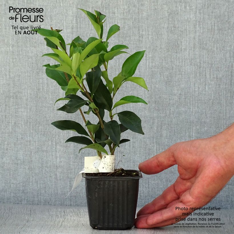 Exemplaar van Ligustrum japonicum - Japanse liguster Pot van 1,5 l/2 l zoals geleverd in de zomer