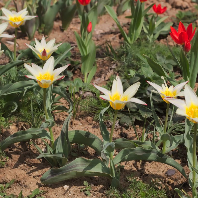 Tulipa greigii White Fire - Greigii‑tulp (Groeiplaats)