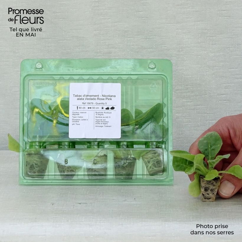 Example of Tabac d'ornement - Nicotiana alata Vedado Rose Pink Mini-mot Ø 3/4 cm as you get in printemps